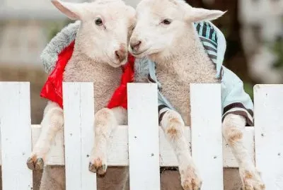 פאזל של pareja de cabras