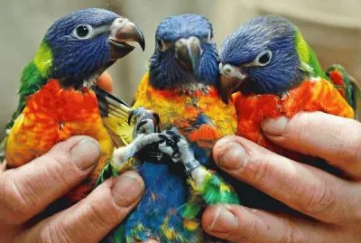 loritos jigsaw puzzle