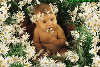 boccioli jigsaw puzzle