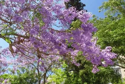 ParanÃ¡