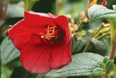 tibouchina