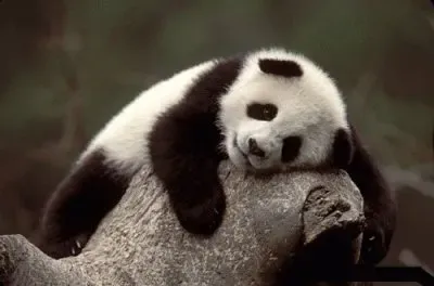 PANDAS jigsaw puzzle