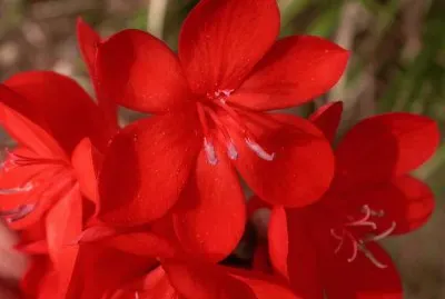 watsonia