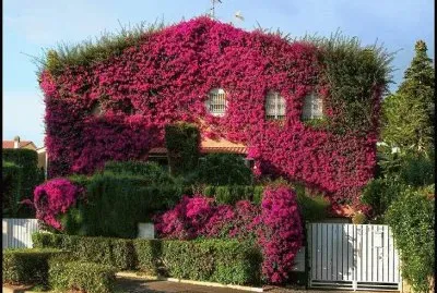 edificio jigsaw puzzle