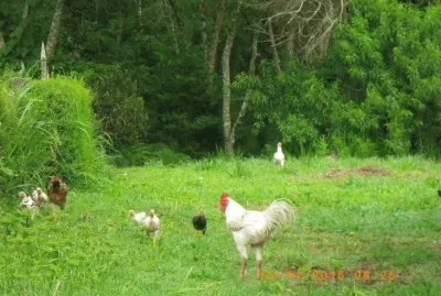 Galinhas Caipiras no Parque