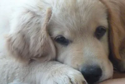 MÃ¡ximo Golden Retriever 2 meses