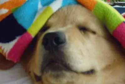 MÃ¡ximo, durmiendo