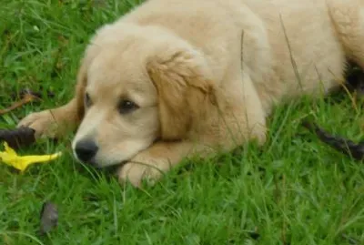 Una flor para mascar