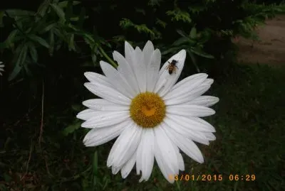 A Margarida e a Abelha jigsaw puzzle