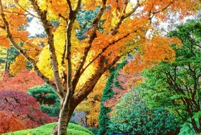 otoÃ±o jigsaw puzzle