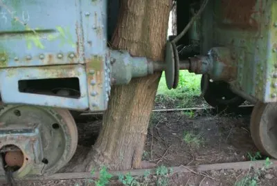 Tree grown between wagons