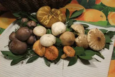 funghi d 'autunno jigsaw puzzle