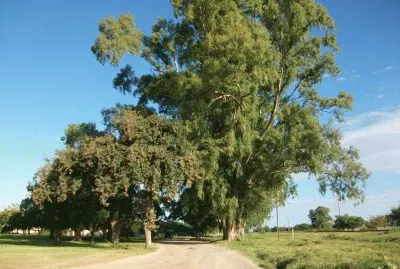 Big trees jigsaw puzzle