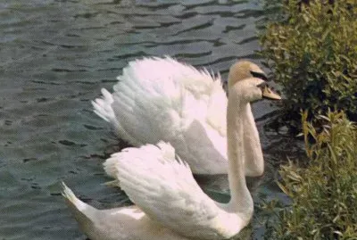 Cisnes