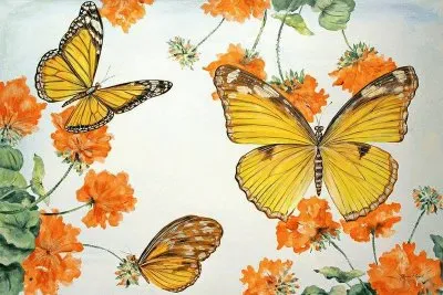 borboletas