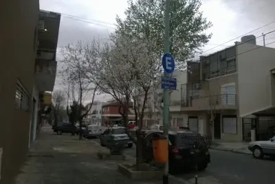 White and green trees