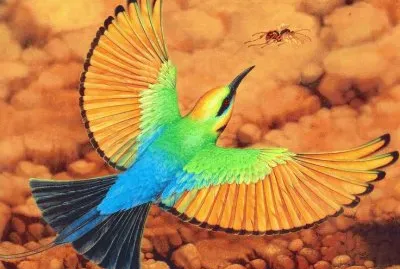 Rainbow Bee Eater