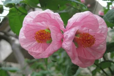 abutilon