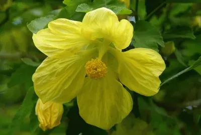 abutilon