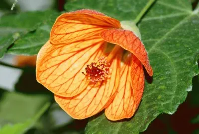 abutilon