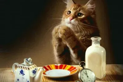 agradecido jigsaw puzzle
