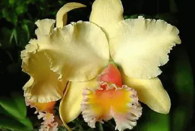 flores