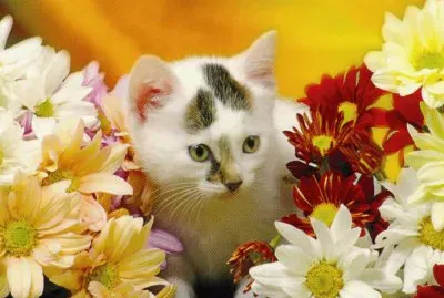 gatet