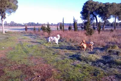 i miei cani