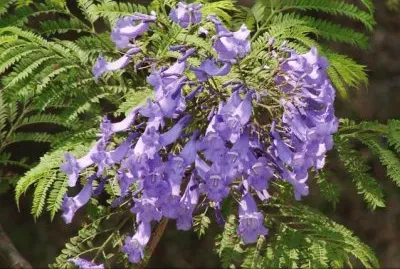 jacarandÃ¡