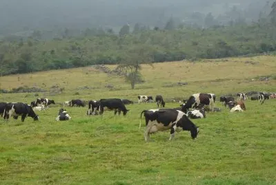 Ganaderia de Leche, Paramo de la Culata, Venezuela