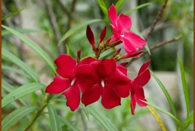 laurier rose
