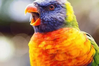 pÃ¡ssaros jigsaw puzzle