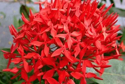 ixora