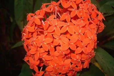 ixora