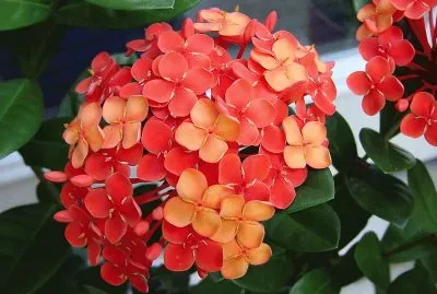 ixora