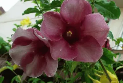 allamanda