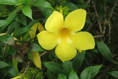 allamanda