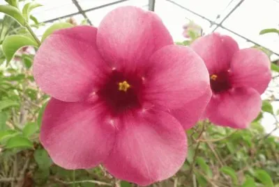 allamanda