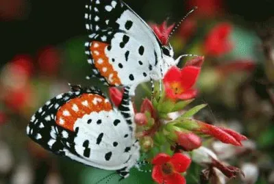 Black orange   white butterfly