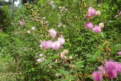 פאזל של Flor Silvestre