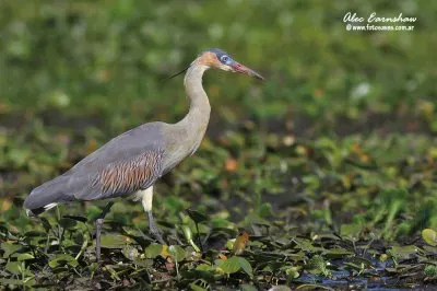 chiflÃ³n jigsaw puzzle