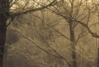 Early morning sun through frosty trees