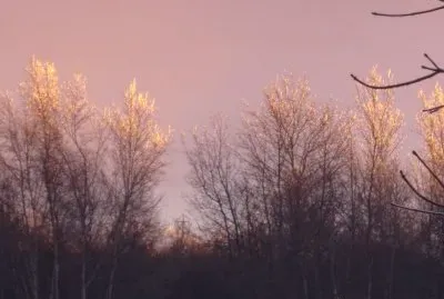 Frosty treetops at sunset