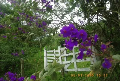 Quaresmeira