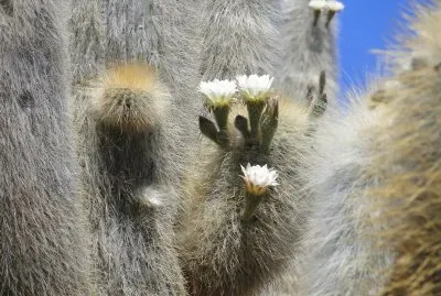 Cactus gigantes
