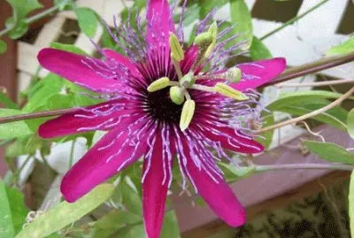 passiflora