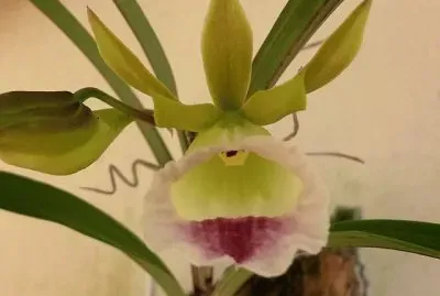 orquÃ­dea