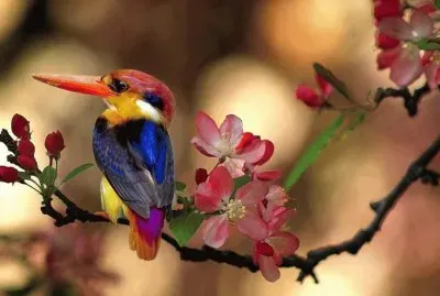 pÃ¡ssaro jigsaw puzzle