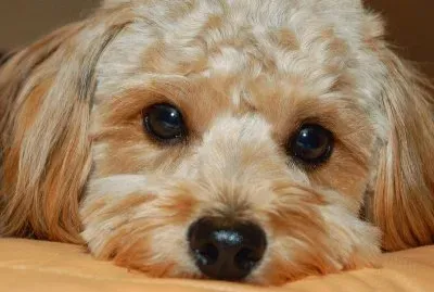 PROYECTO DE ANIMALES