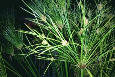 פאזל של grasses